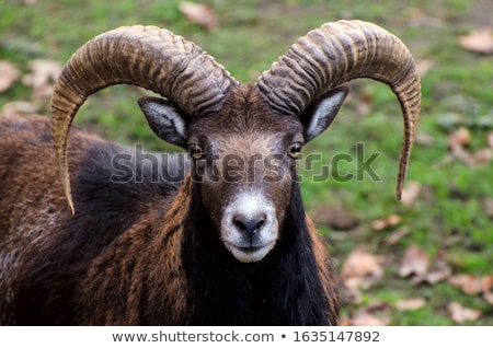 Stok fotoğraf: Close Up Portrait Of Climber