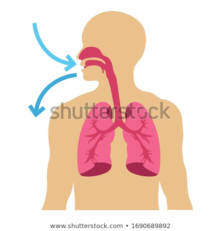 Stok fotoğraf: Human Lung On White Background