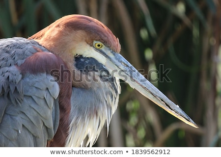 Stockfoto: Goliath Heron Or Ardea Goliath Isolated On White Background Vector Cartoon Close Up Illustration