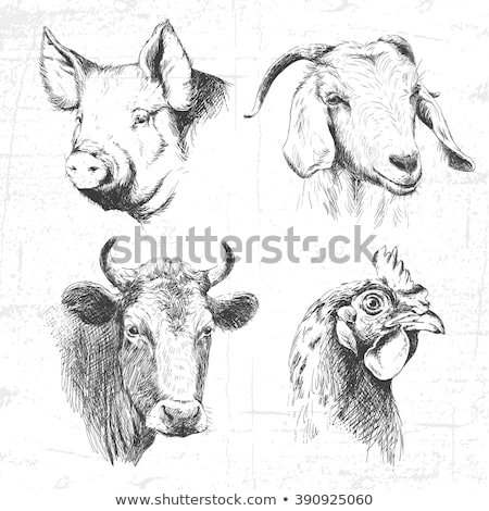 ストックフォト: Fowl And Sheep Farm Animal Countryside Vector