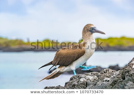 Stock photo: Galapagos Blue Footed Booby - Iconic Famous Galapagos Wildlife