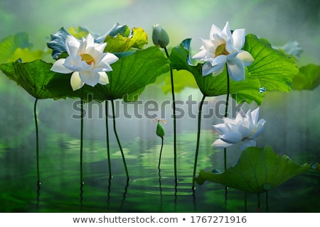 Stok fotoğraf: White Lotus