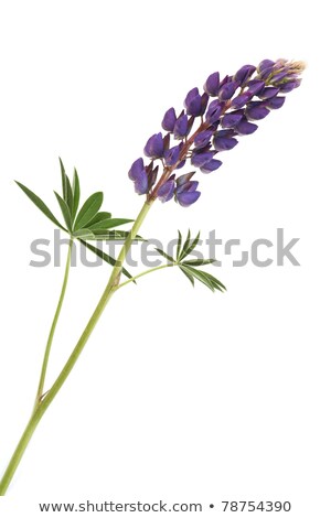 Closeup Of Purple Lupines With Long Stem On White Background Stockfoto © cosma