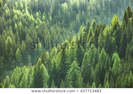 Stock photo: Evergreen Forest