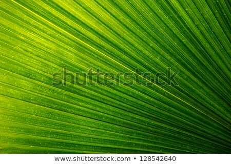 Backlit Fresh Green Palm Leaf Stok fotoğraf © manzrussali