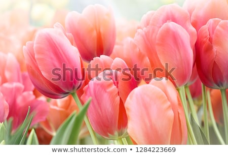 Foto stock: Spring Tulip Bokeh