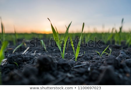 Сток-фото: Young Wheat Growing In Green Farm Field