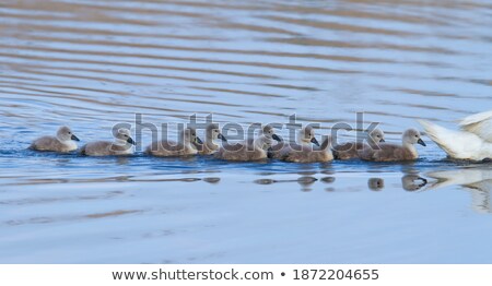 Foto d'archivio: White Mother Swan Swimming In Line With Young