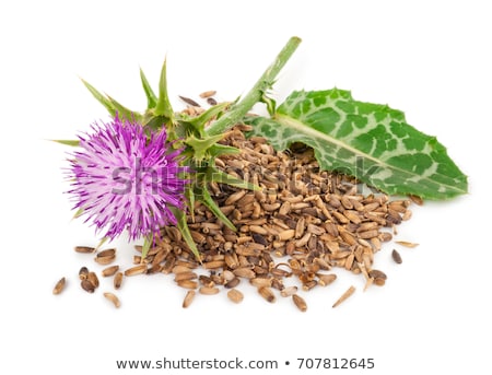 Stock fotó: Milk Thistle