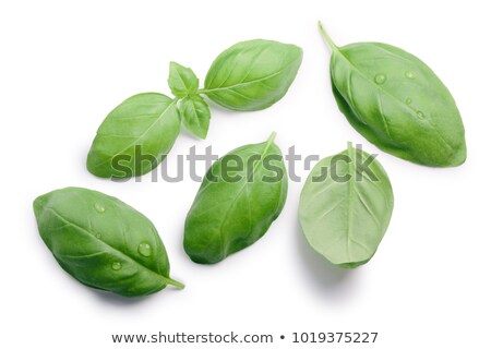 Foto stock: Genovese Basil Ocimum Basilicum Top View Paths