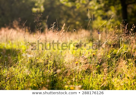 Сток-фото: Alpine Pastures And Fir Trees