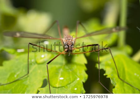 Stock photo: Marsh Fly