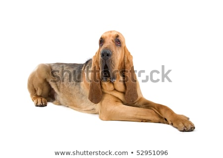 Foto stock: Loodhound · también · conocido · como · St · Hubert · Hound · y · Sleuth · Hound