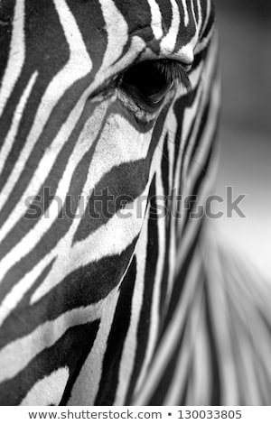 Face Of A Grevys Zebra Close Up Stock fotó © Frank11