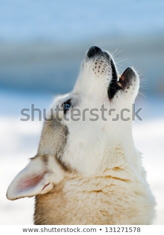 Stockfoto: Siberian Husky Dog Howling