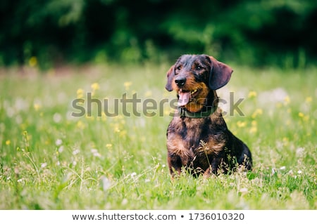 Foto d'archivio: Wirehaired Dachshund