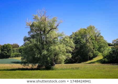 Zdjęcia stock: Colorful Park Scenery Summertime Theme