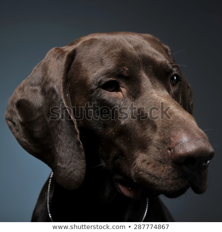 Foto stock: German Pointer Portrait In A Dark Photostudio