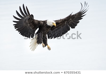 Zdjęcia stock: Flying Bald Eagle