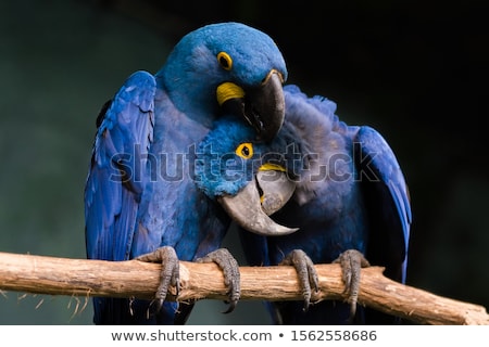 Stok fotoğraf: Hyacinth Macaw