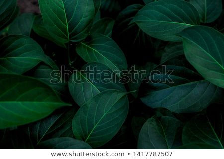 Foto stock: Leafs Background