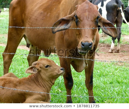 Stockfoto: Mother Cow With Young Calf Resting In A Field