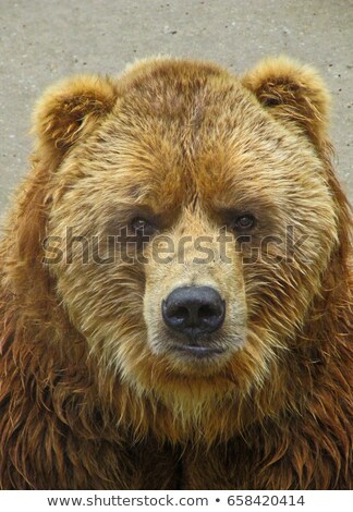 Stockfoto: Happy Brown Bear