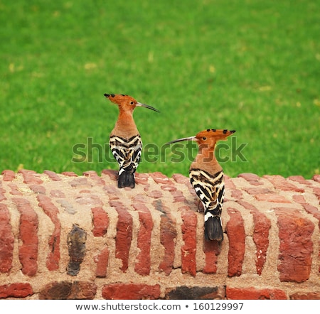 Two Hoopoe On An Ancient Brick Wall Stockfoto © pzAxe