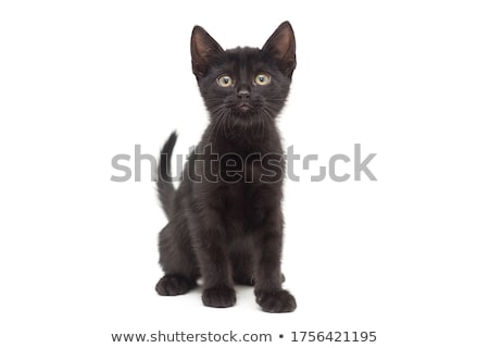 Stock fotó: Cute Black Kitten On A White Background