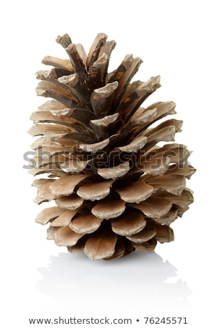 Foto stock: Pine Cone Isolated On White Clipping Path Included
