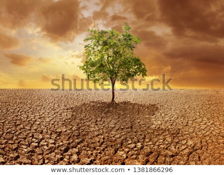 [[stock_photo]]: Global Warming Concept Lonely Green Tree At Drought Cracked Desert Landscape