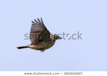 Stock photo: Meadow Pipit Anthus Pratensis