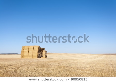 Stok fotoğraf: Agricultural Irrigation On Harvested Wheat Stubble Field