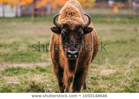 ストックフォト: Bison Buffalo Portrait
