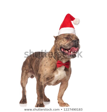 Stock foto: Adorable Gentleman American Bully Wearing Santa Hat With Eyes Cl