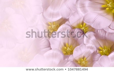 Stockfoto: Pink Fresh Tulips