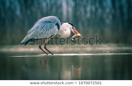 Stockfoto: Grey Heron Ardea Cinerea - Wildlife In Its Natural Habitat