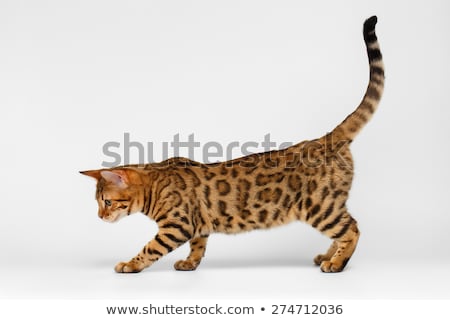 Stock photo: Sweet Bengal Cat On White