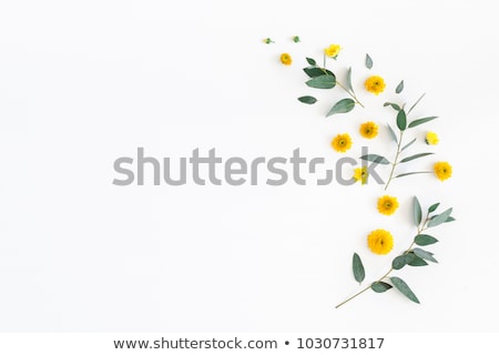 Stok fotoğraf: Flowers Flat Lay Composition