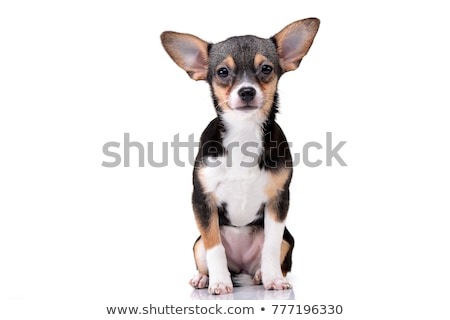 Stock fotó: Studio Shot Of An Adorable Short Haired Chihuahua