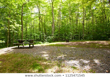 ストックフォト: Picnic Place In Forest