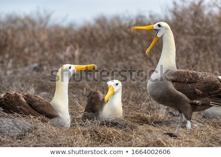 Stock foto: Galapagos Albatross Aka Waved Albatrosses Mating Dance Courtship Ritual