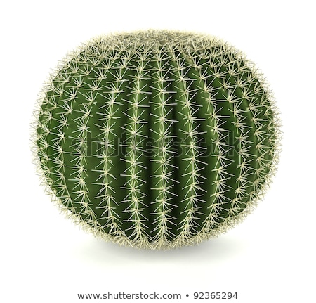 Stok fotoğraf: Cactus Sphere