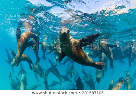 Сток-фото: Curious Sea Lion