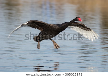 Foto stock: Black Swans Cygnus Atratus
