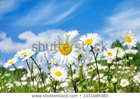 Stock photo: Camomile On A Background Of The Sky