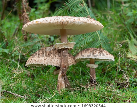 [[stock_photo]]: Brown Cap Mushrooms