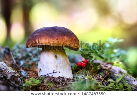 Foto d'archivio: Edible Bolete Mushrooms Ceps