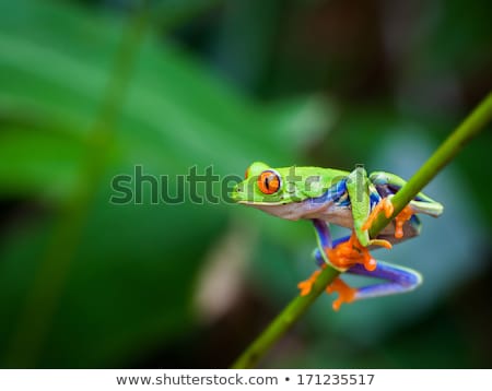 Stockfoto: Red Eye Tree Frog On Leaf On Colorful Background