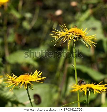 Stock fotó: Heartleaf Oxeye With Yellow Petals